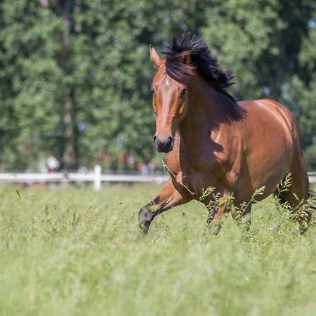 Pferdeidylle Direkt Neben Berlin In Dallgow Екстериор снимка